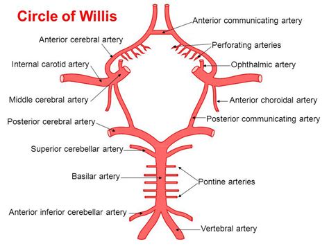 hot cross gucci anterior choroidal artery